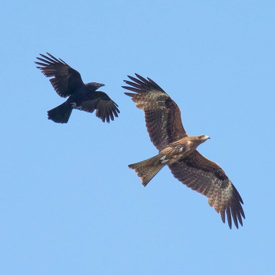 Птицы Якутии Коршун