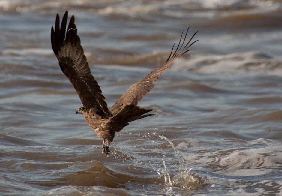 Коршун Чебуркуевский