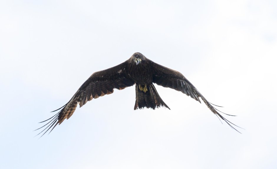 Коршун в Сибири