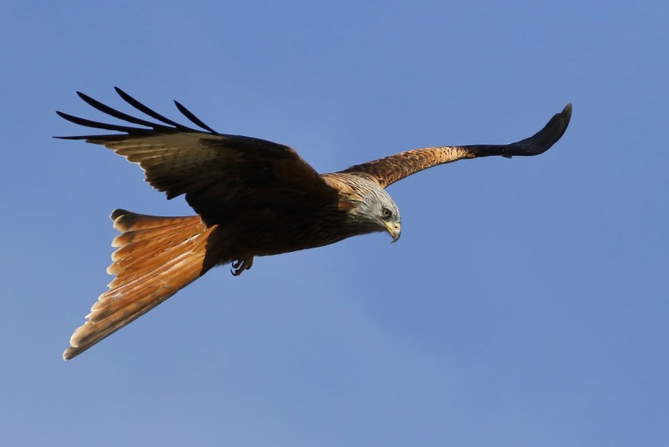 Коршун Свистун