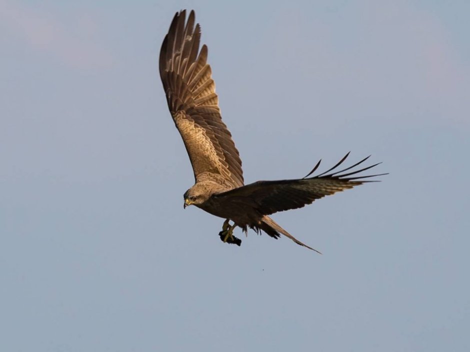 Черногрудый канюковый Коршун