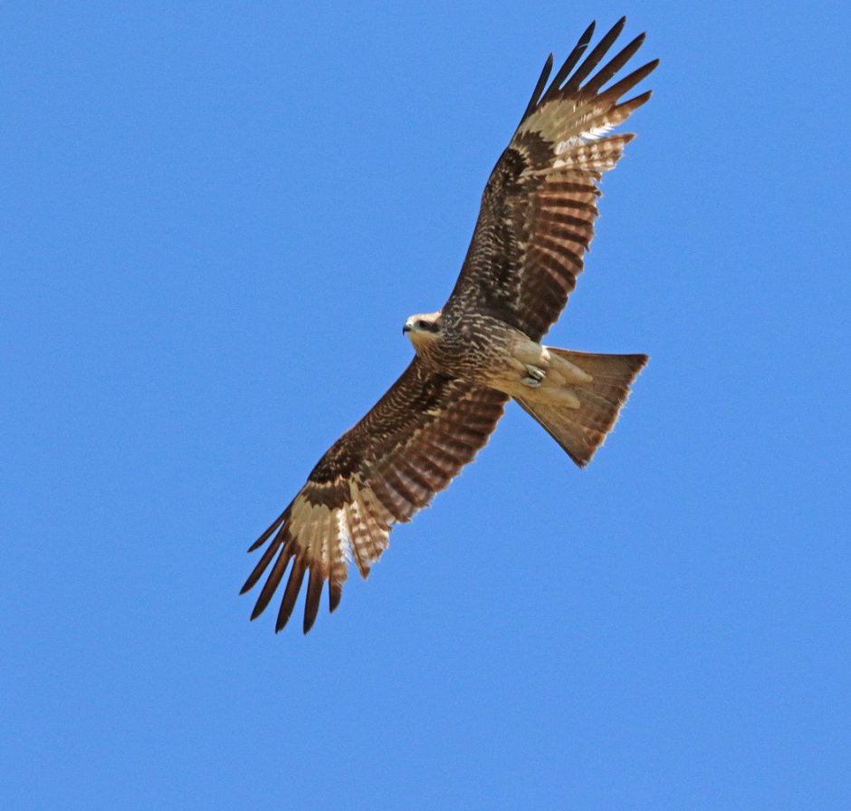 Черногрудый канюковый Коршун