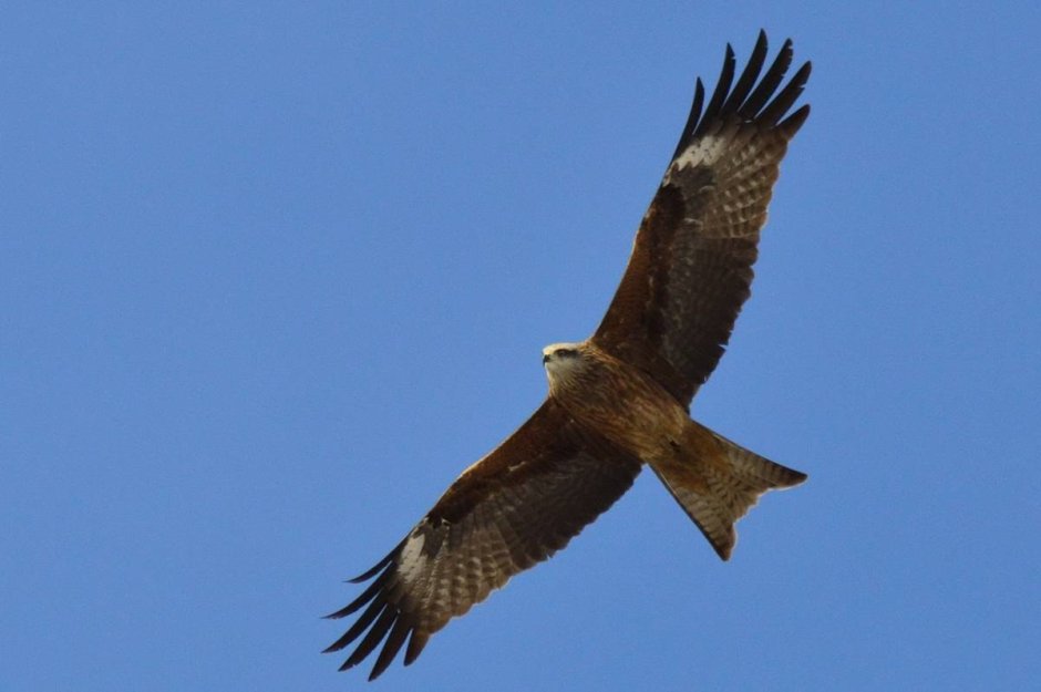 Сибирский черный Коршун