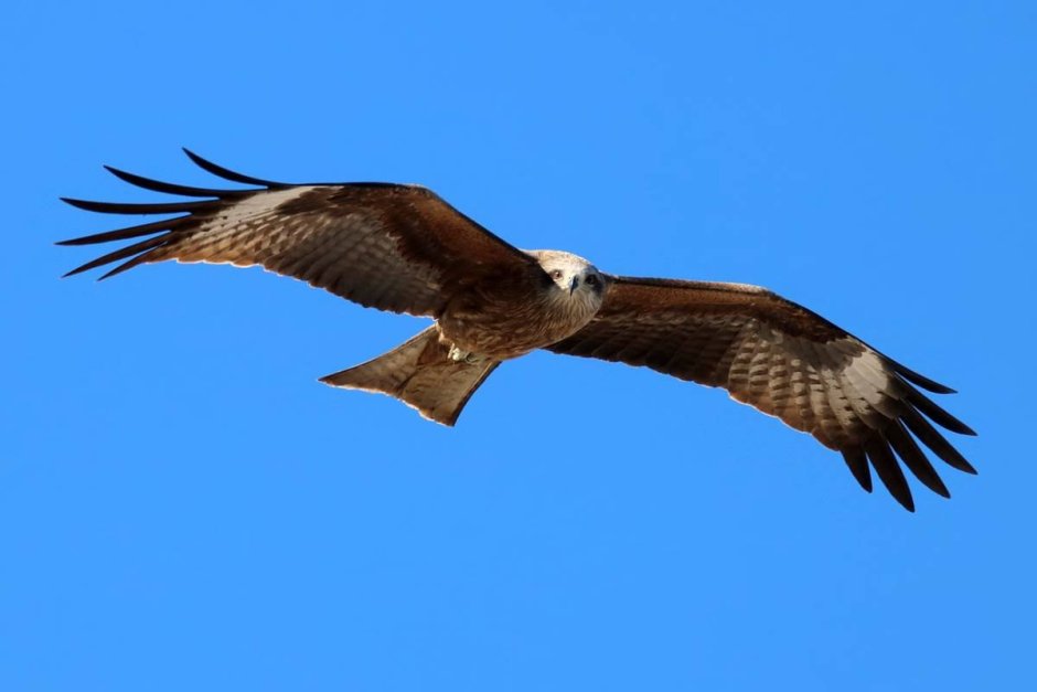 Беркут балобан