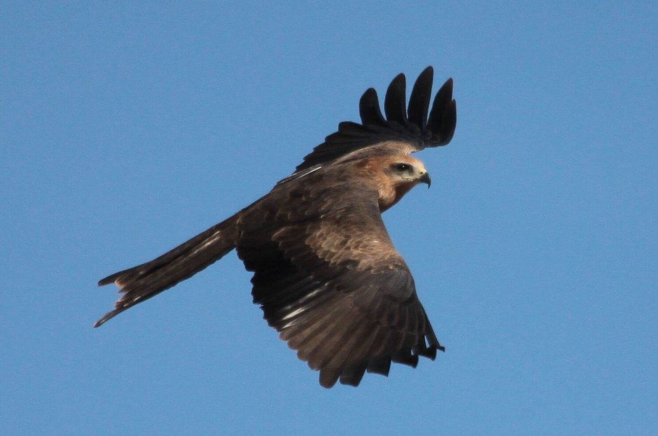 Коршун Чернохвостый