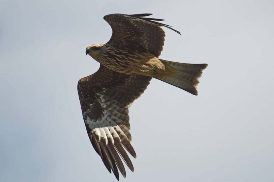 Коршун в Сибири