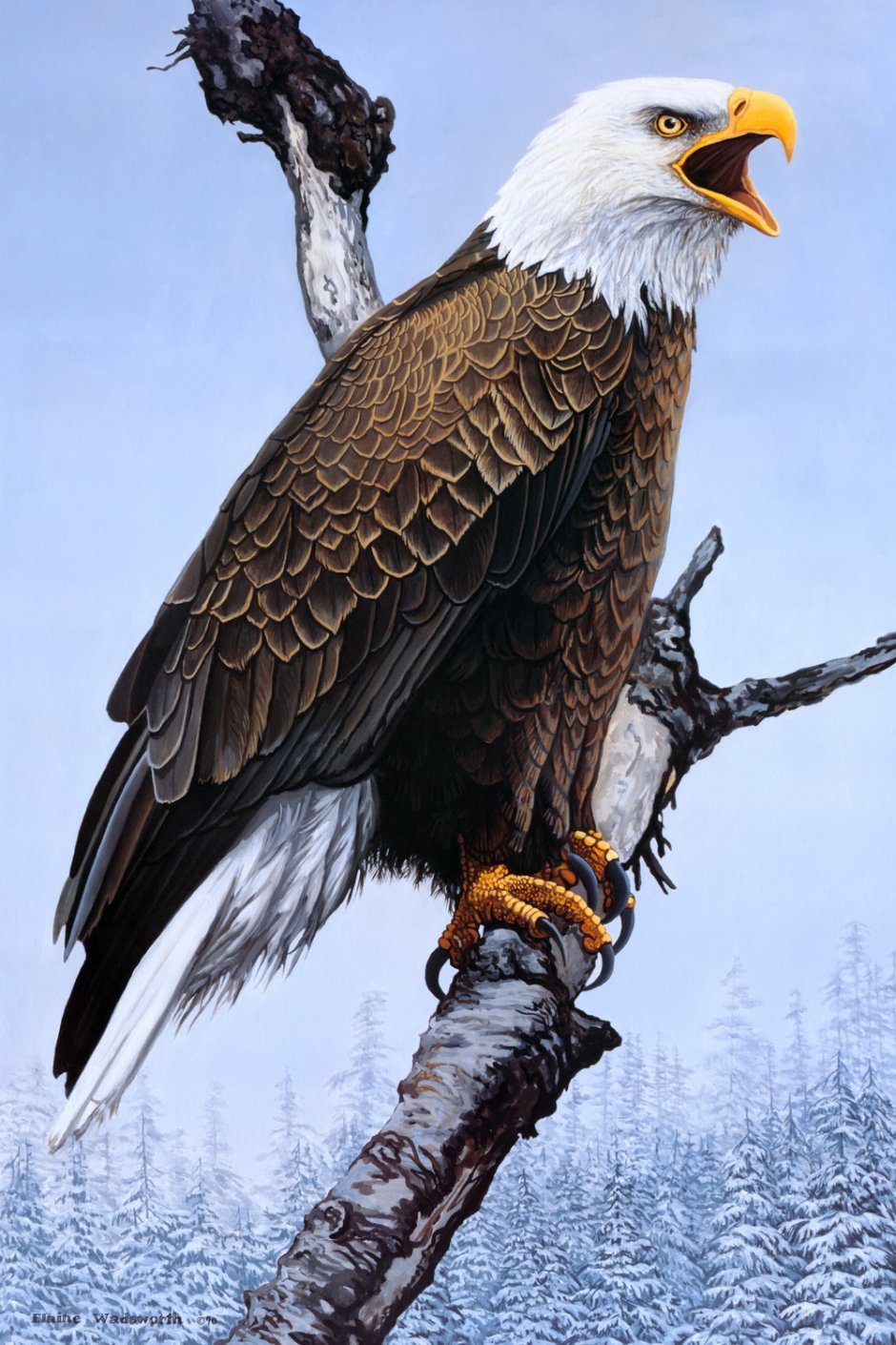 Орел Коршун ястреб