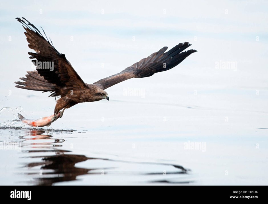 Черный Коршун питание