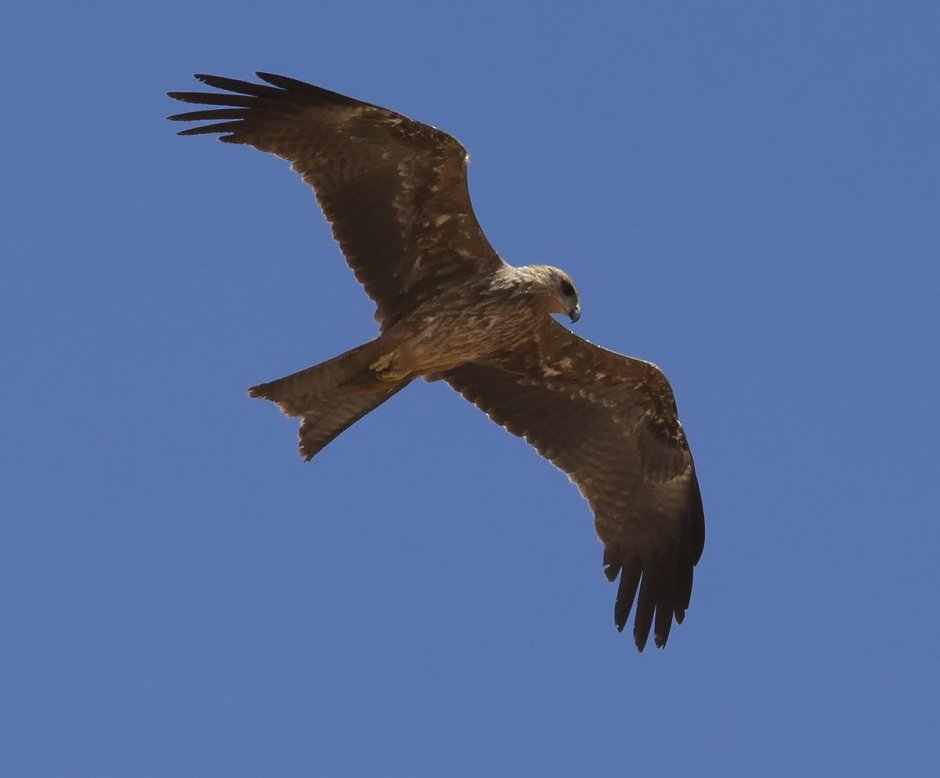 Черный Коршун на руке