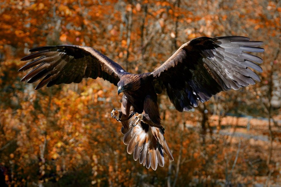 Орлан Орел Коршун