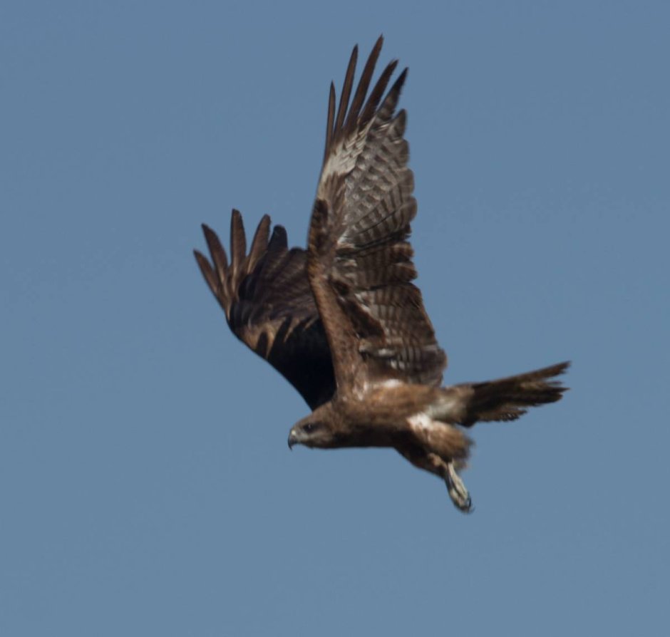 Орлан Орел Коршун