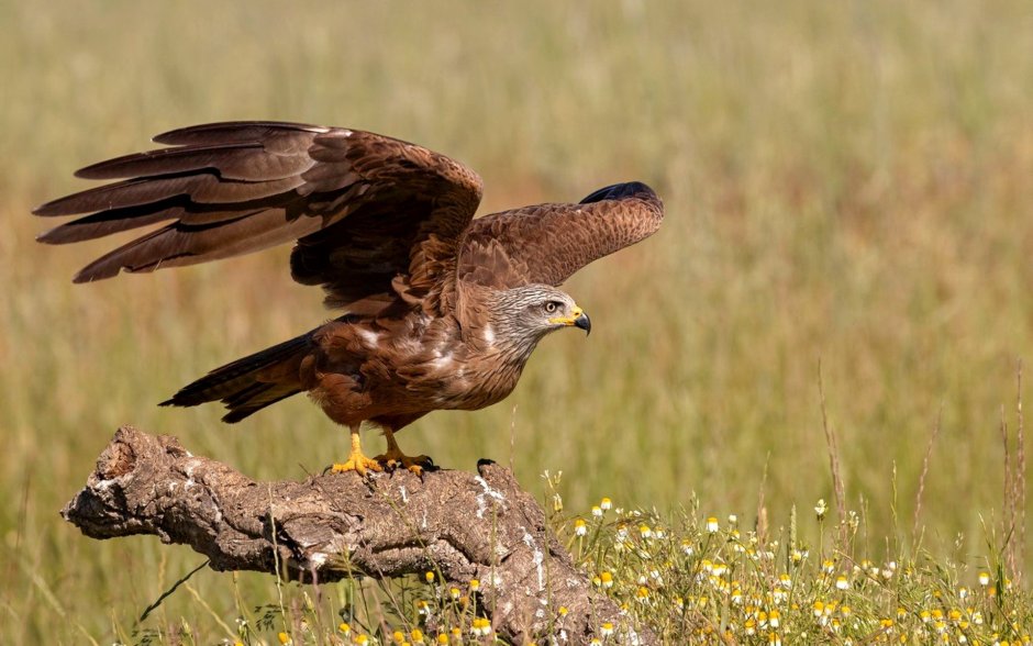 Коршун Дальневосточный