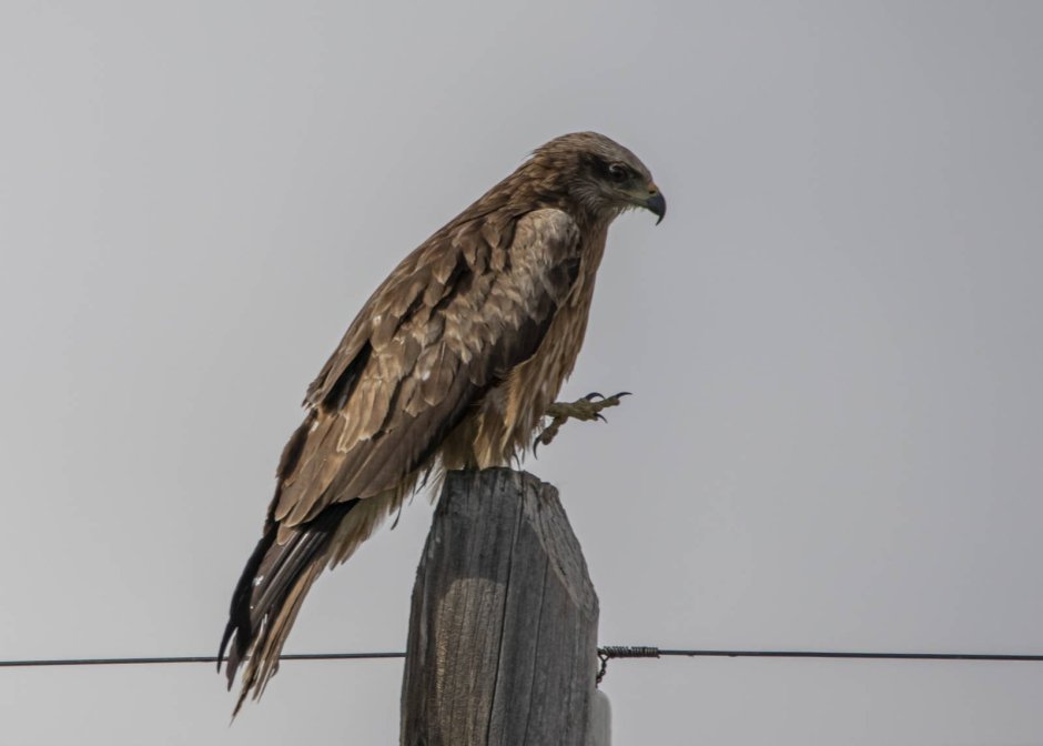 Коршун Сибирский