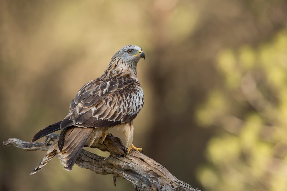 Хищные птицы