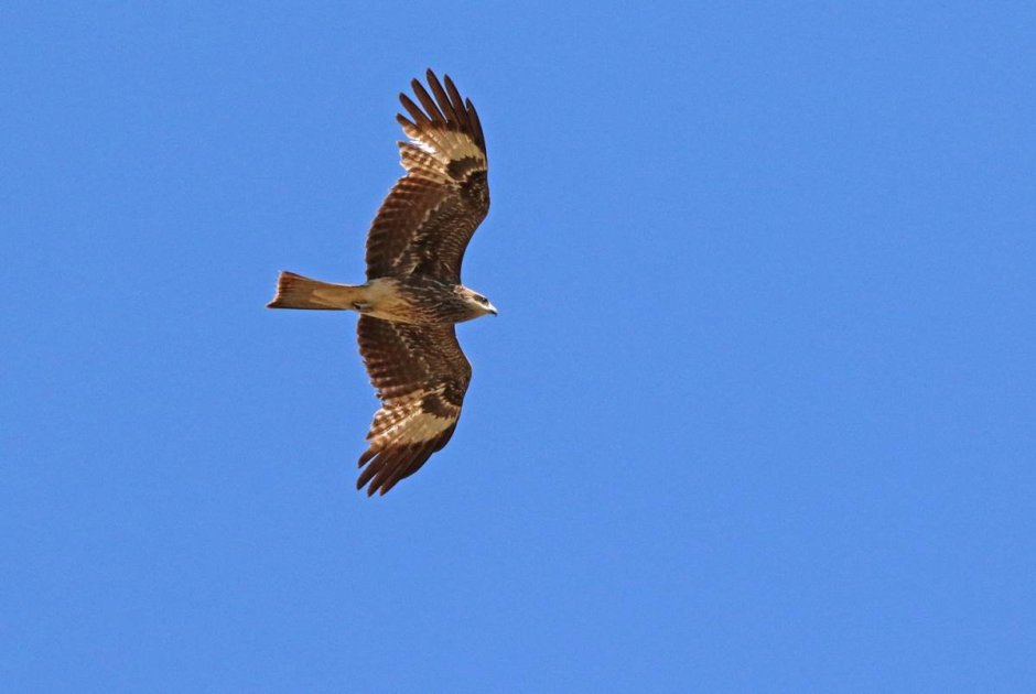 Коршун Сибирский птица