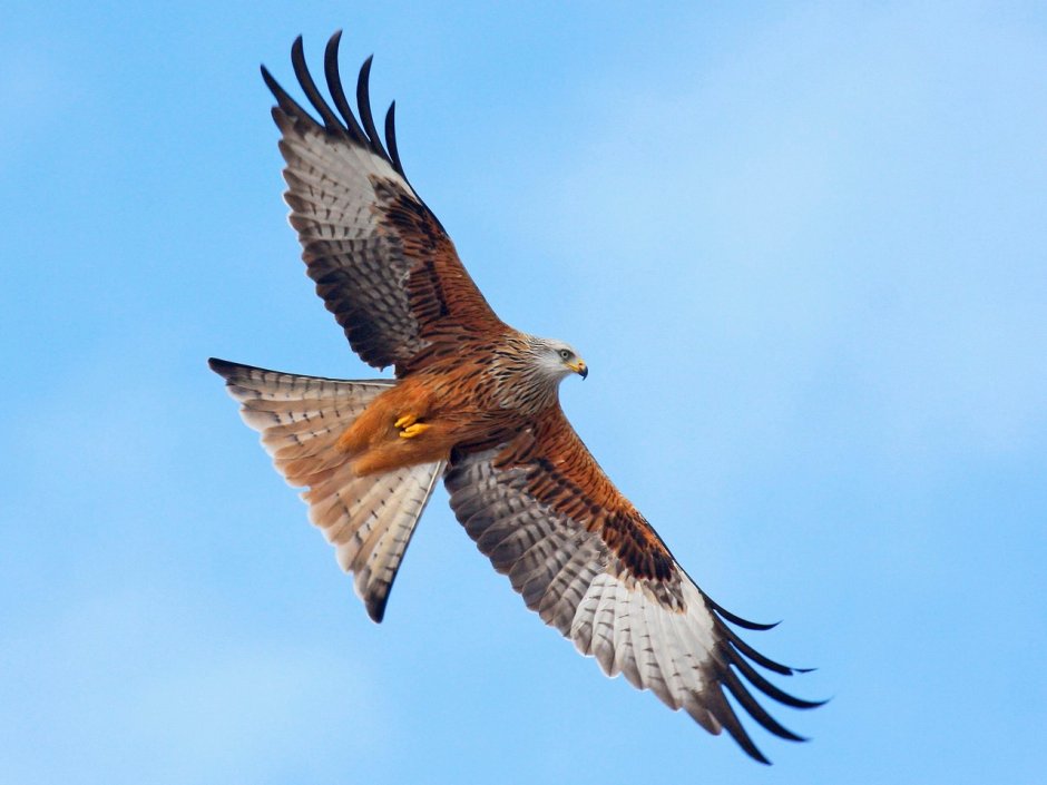 Red Kite
