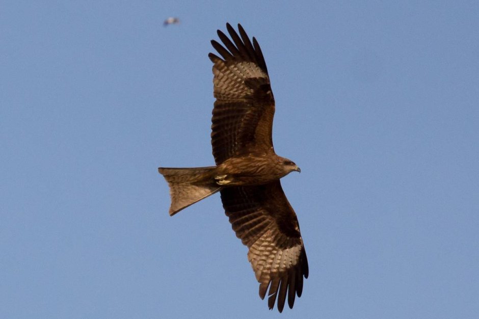 Коршун Кировская область