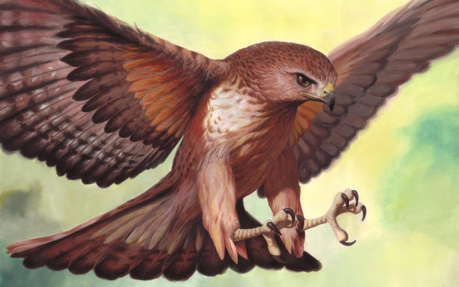 Ястреб крючконос птица