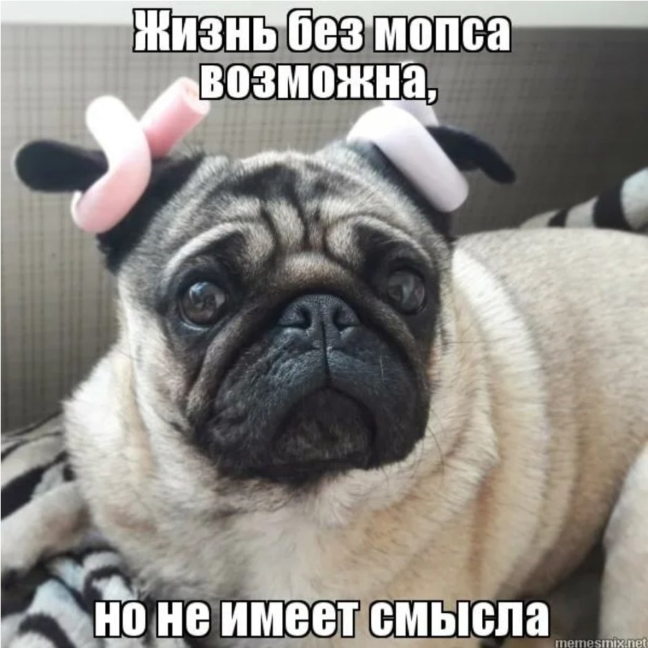 Jolygolf Мопс