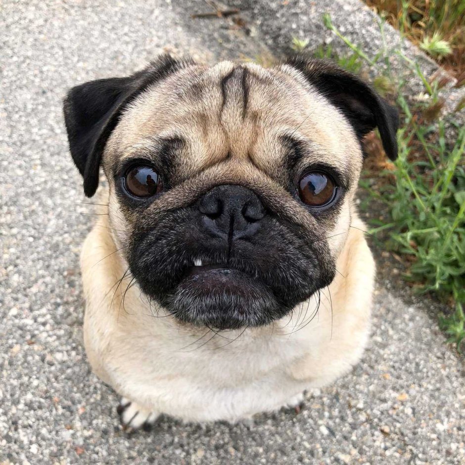 Мопс Мао