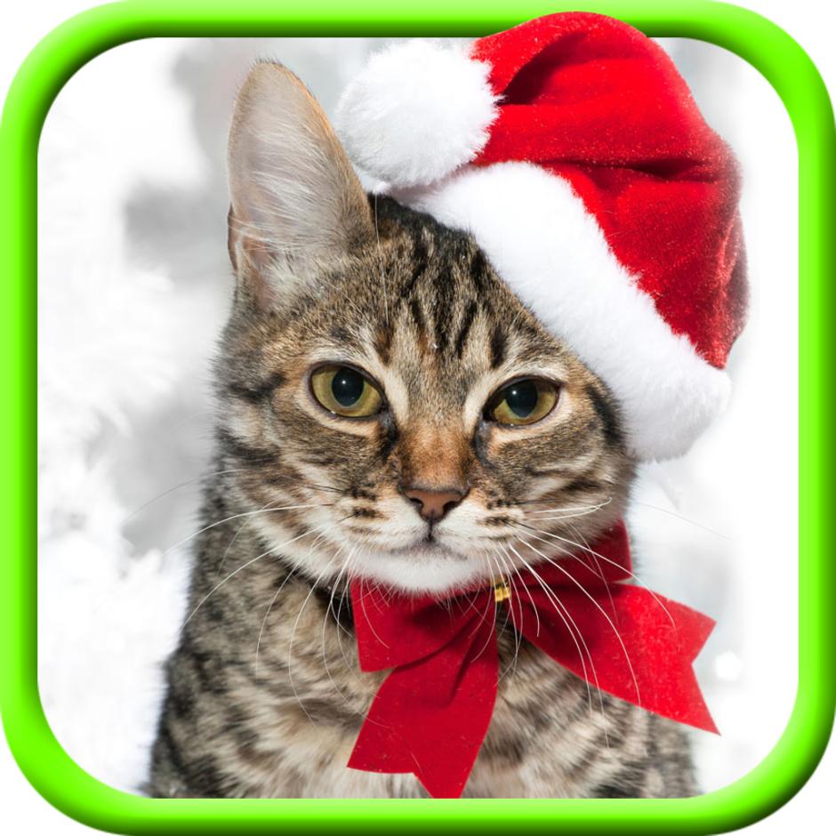Новогодний котик