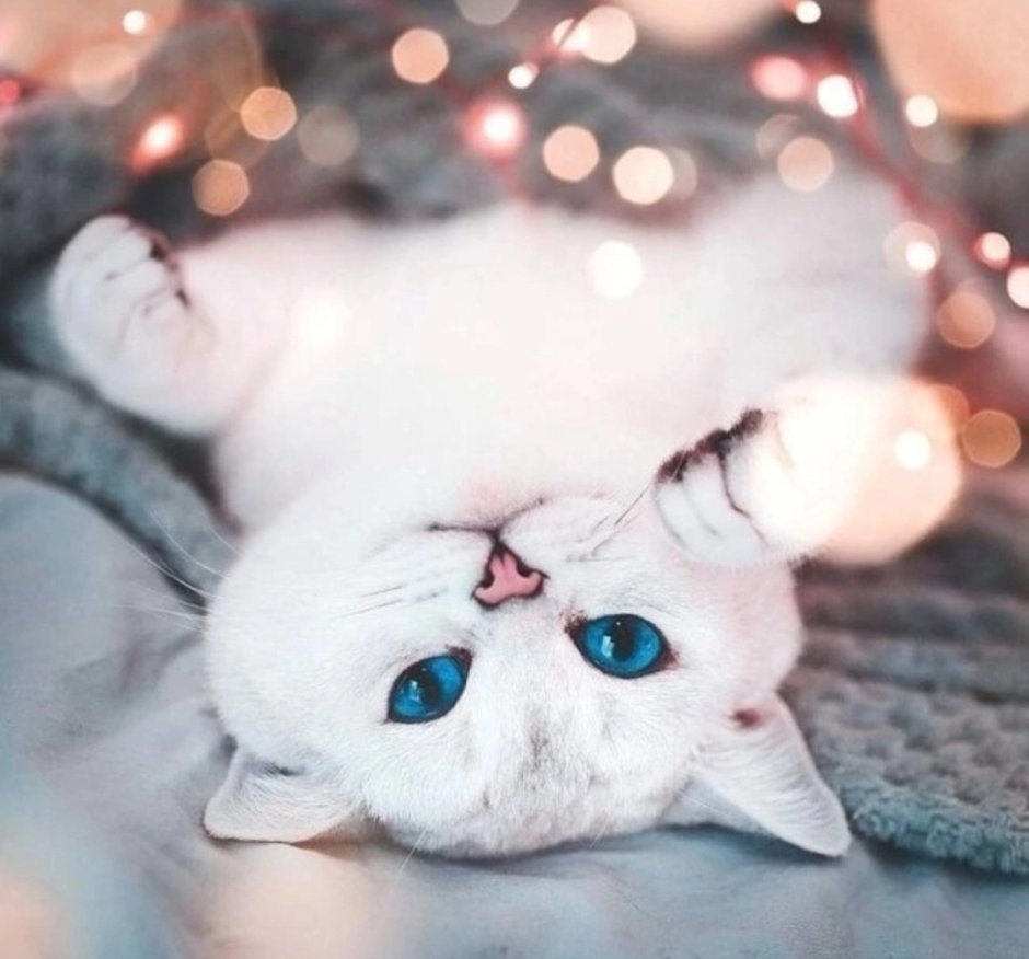 Белая кошка лежит