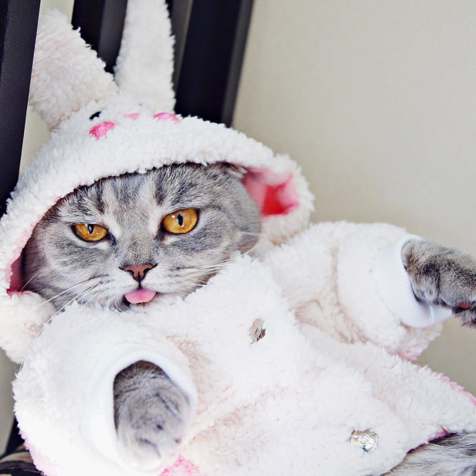 Сумасшедший кот