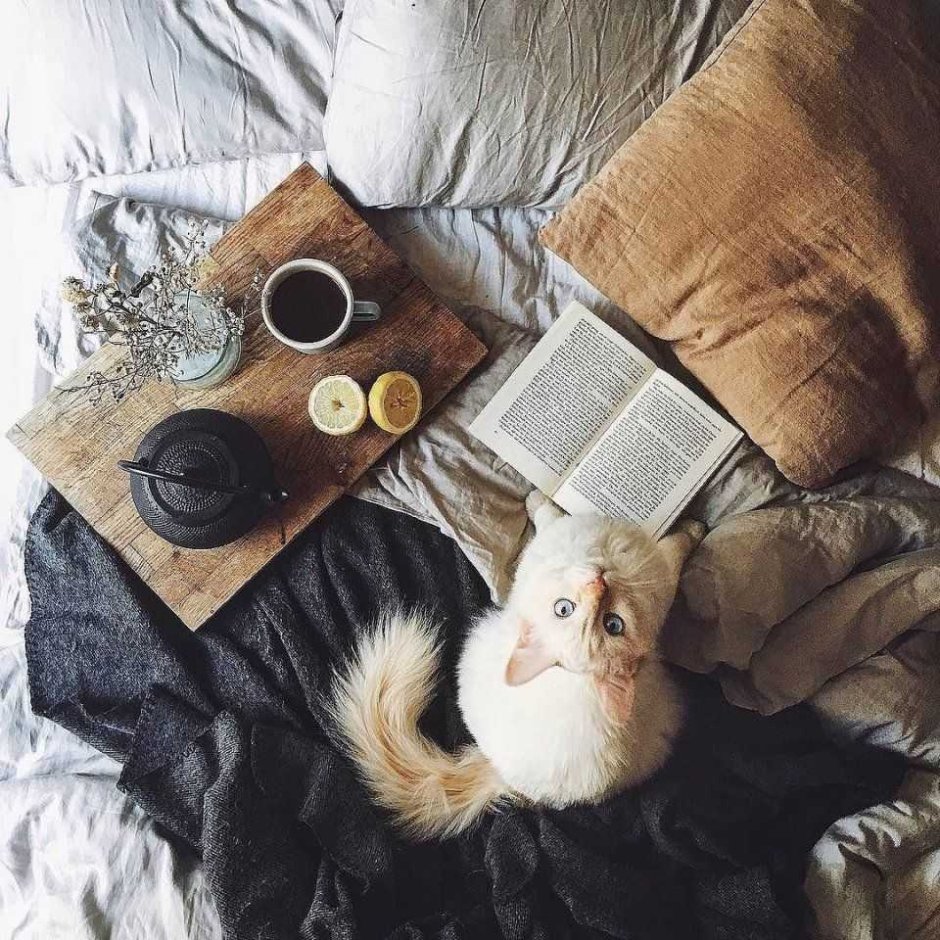 Уютный котик