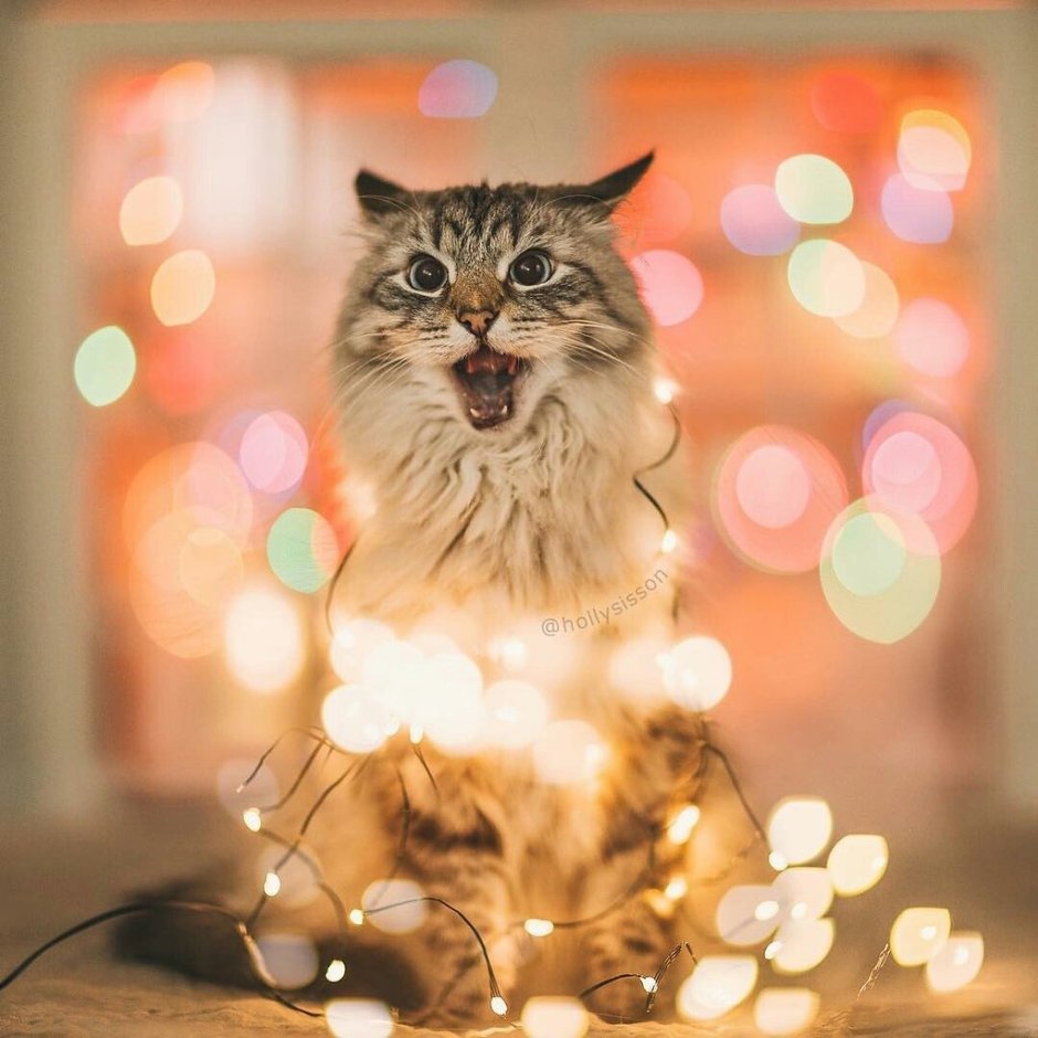 Котик в гирлянде