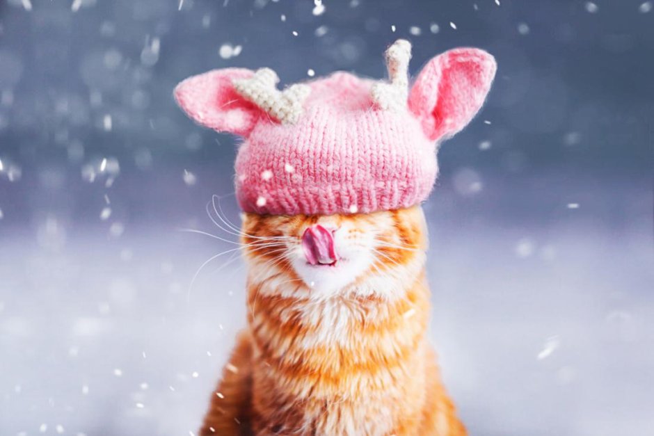 Кот котлета Кристина Макеева