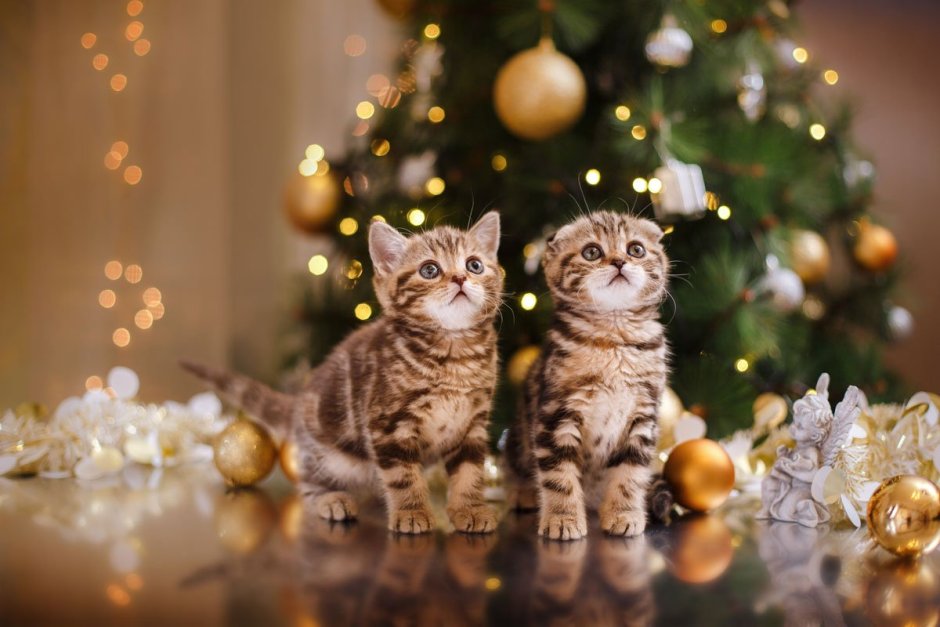 Новогодний уют с котом