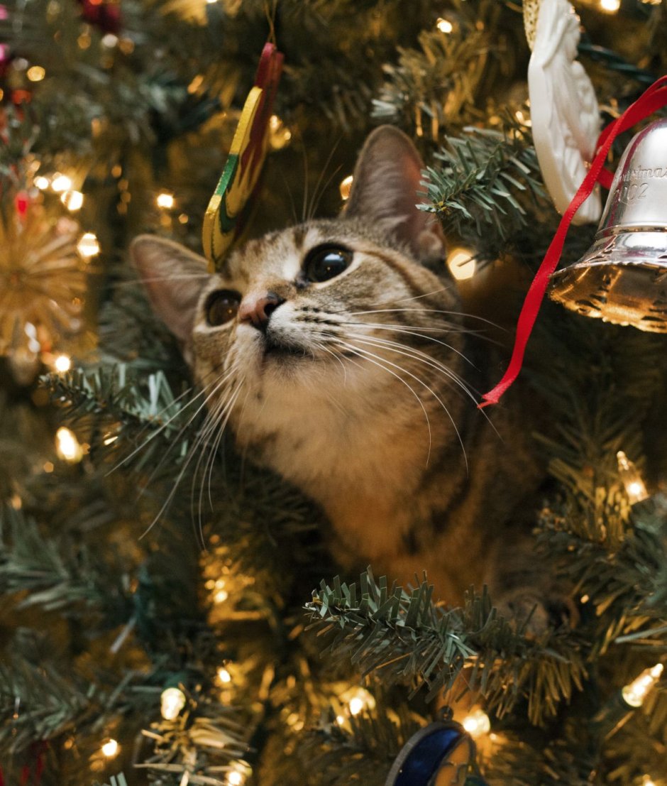 Кот новый год