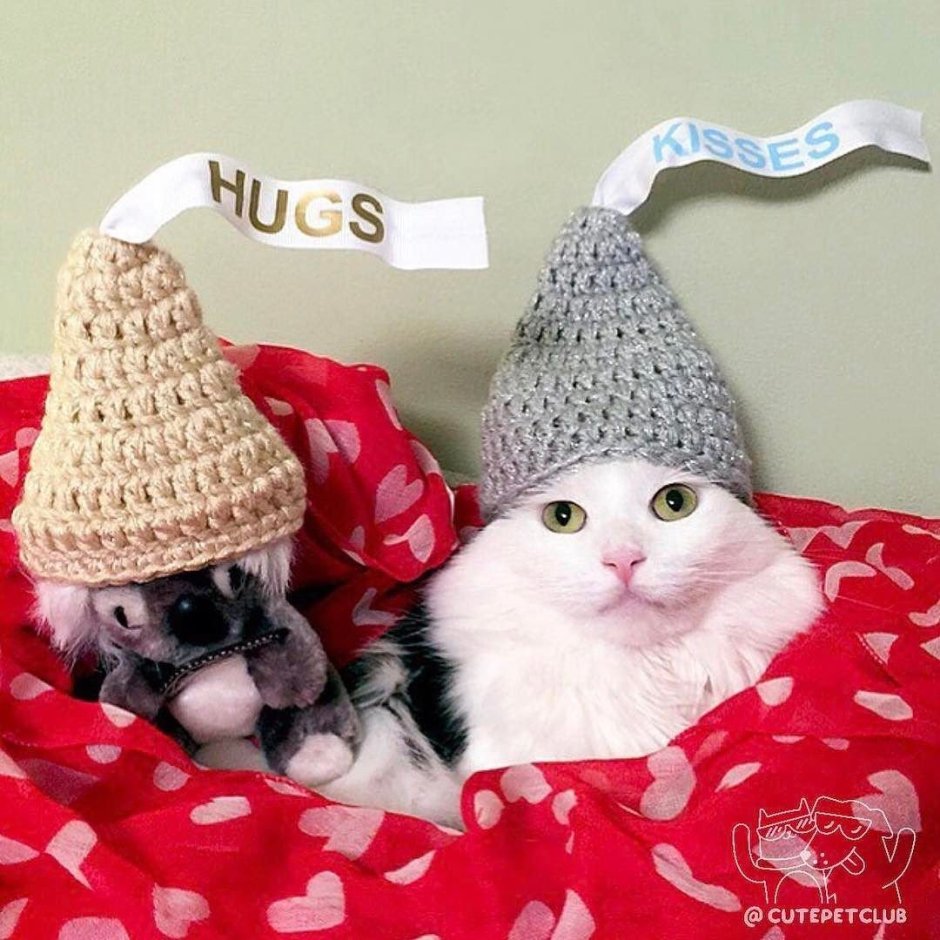 Котик в шапочке конфетки