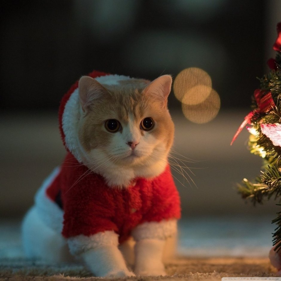 Новогодний котик