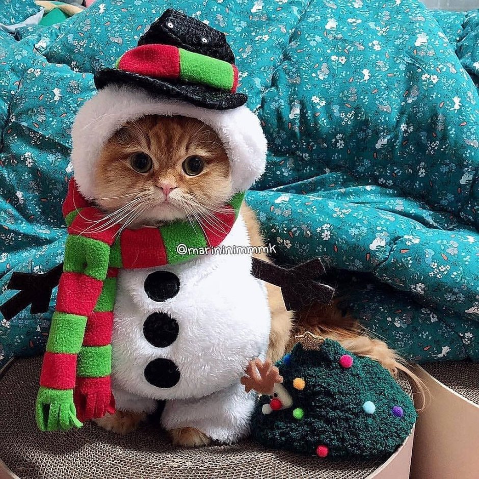 Новогодний котик