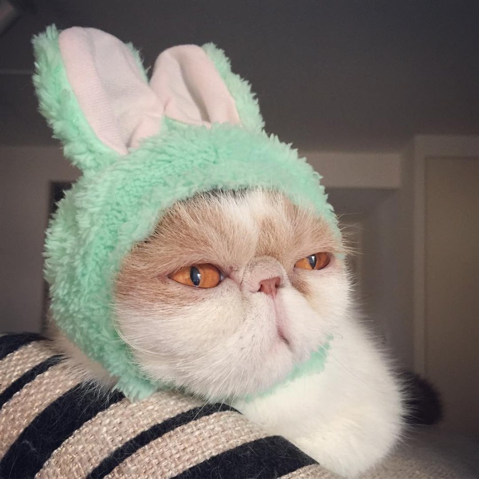 Котики в шапочках Эстетика