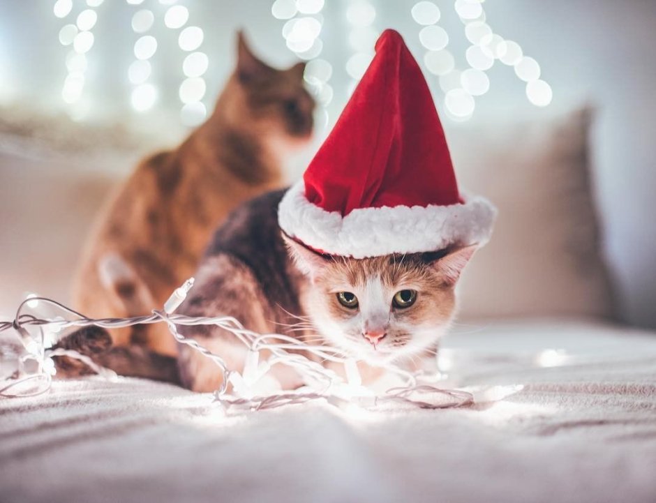 Котята в новогодних шапочках