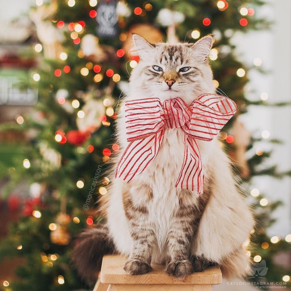 Котик праздник