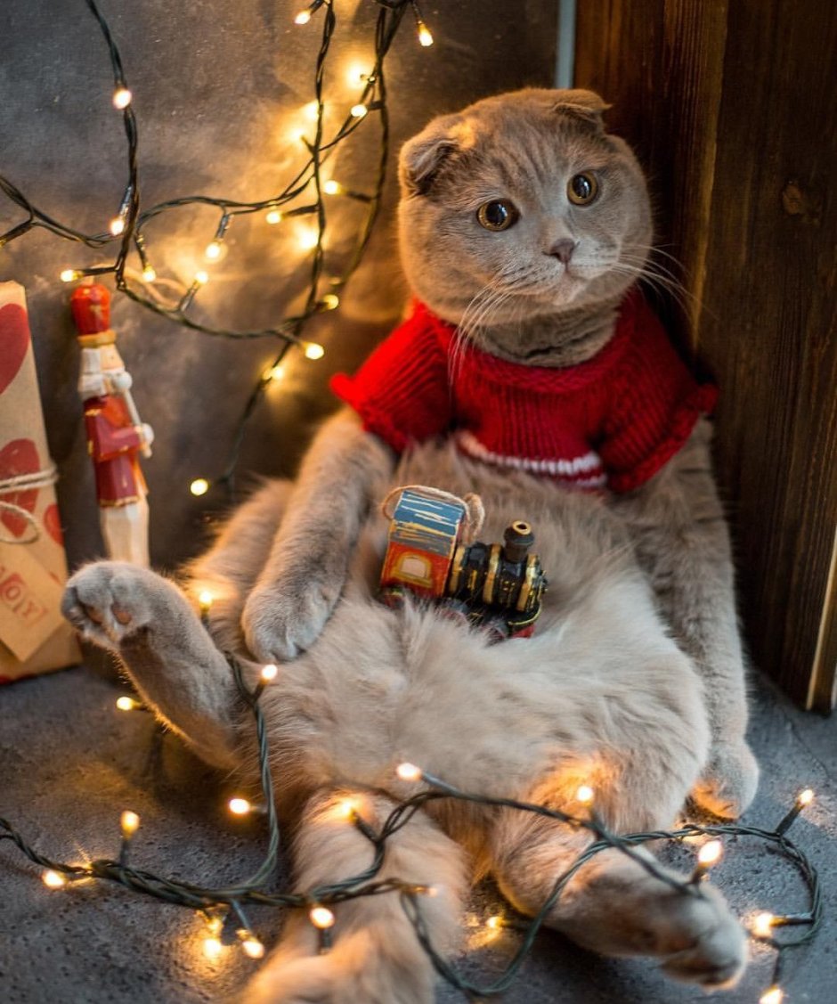 Прикольный новогодний кот