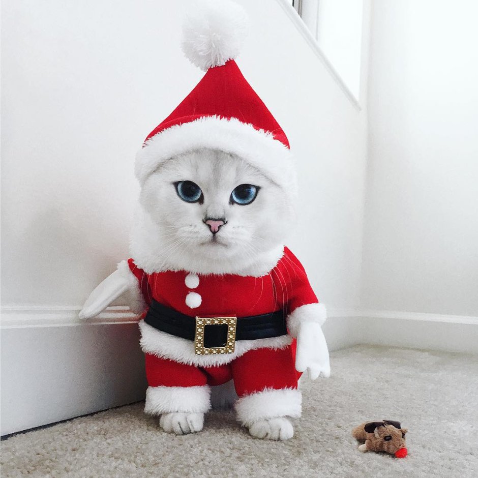 Котик Коби
