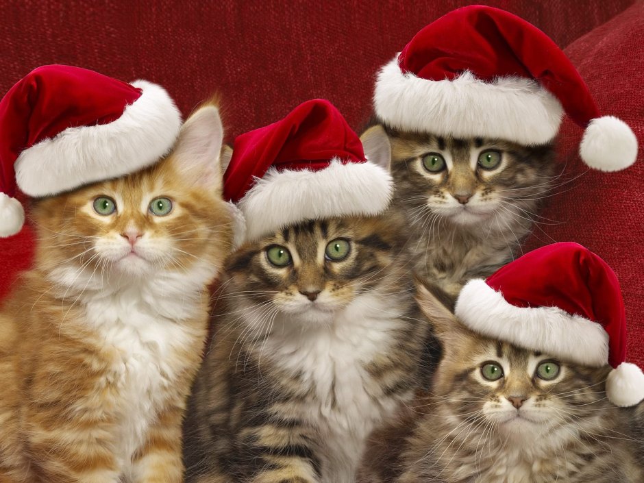 Новогодние котята