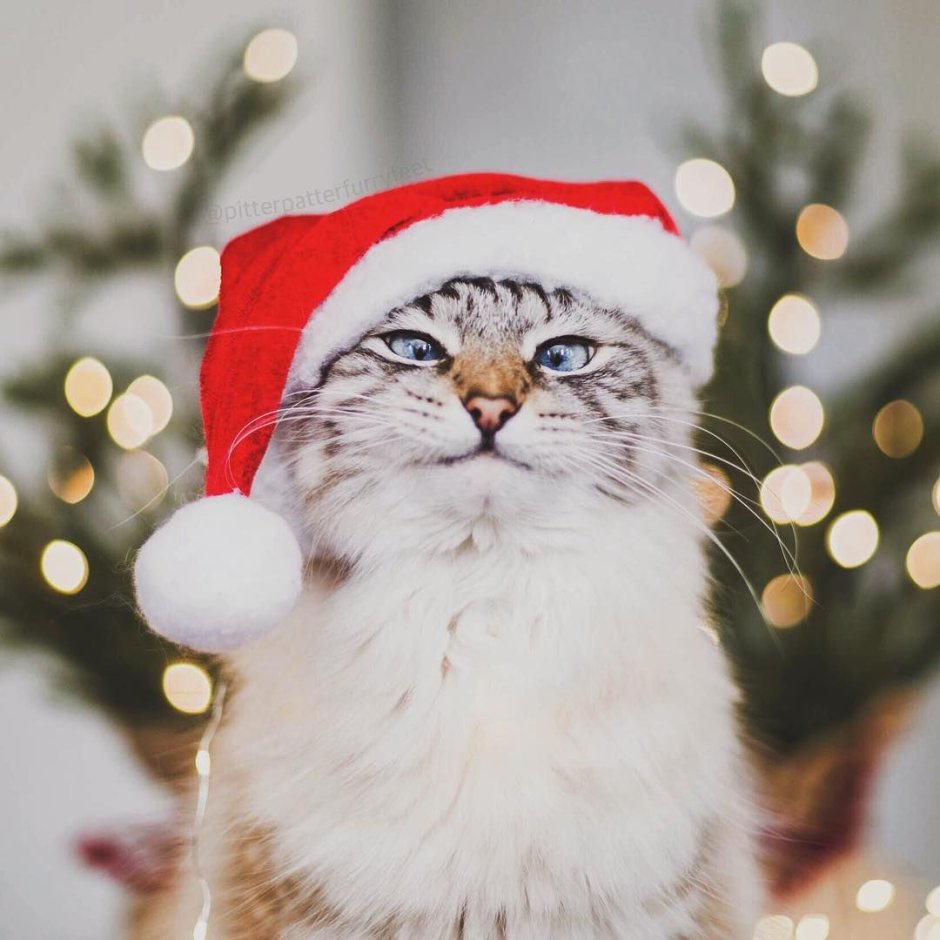 Аватарка котик новый год