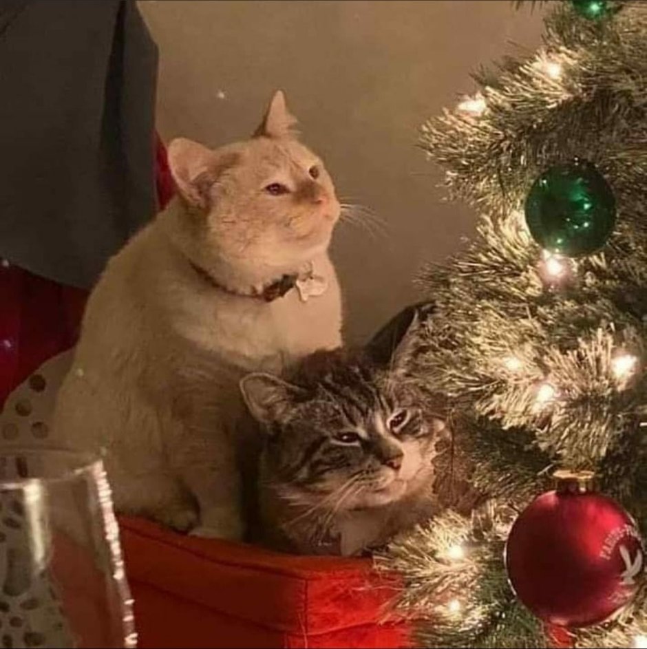 Котик елочка новый год