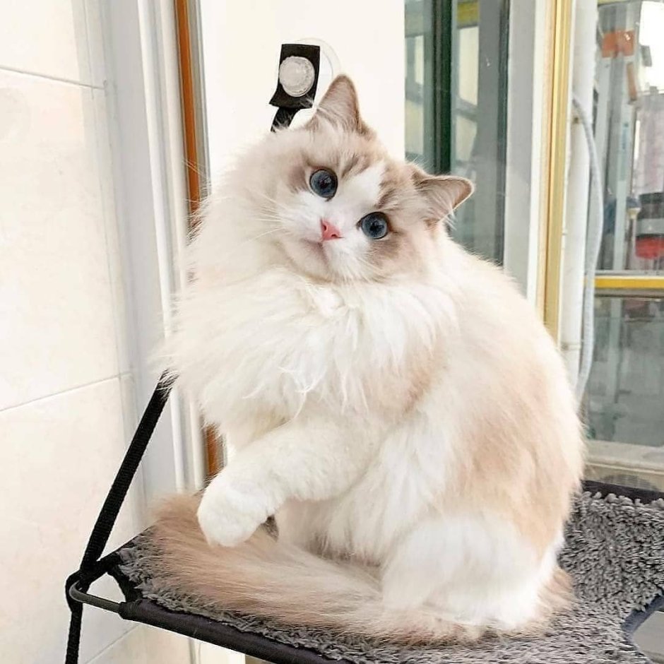 Самые красивые кошки Рэгдолл