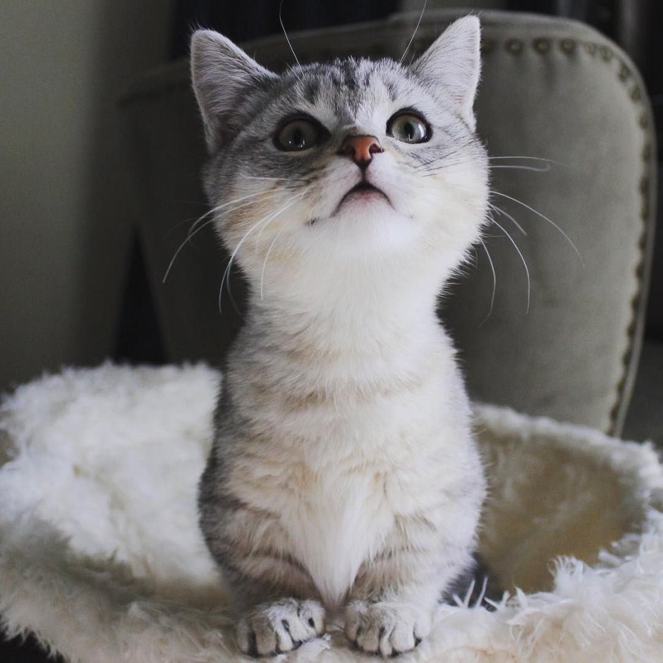 Котята породы Манчкин