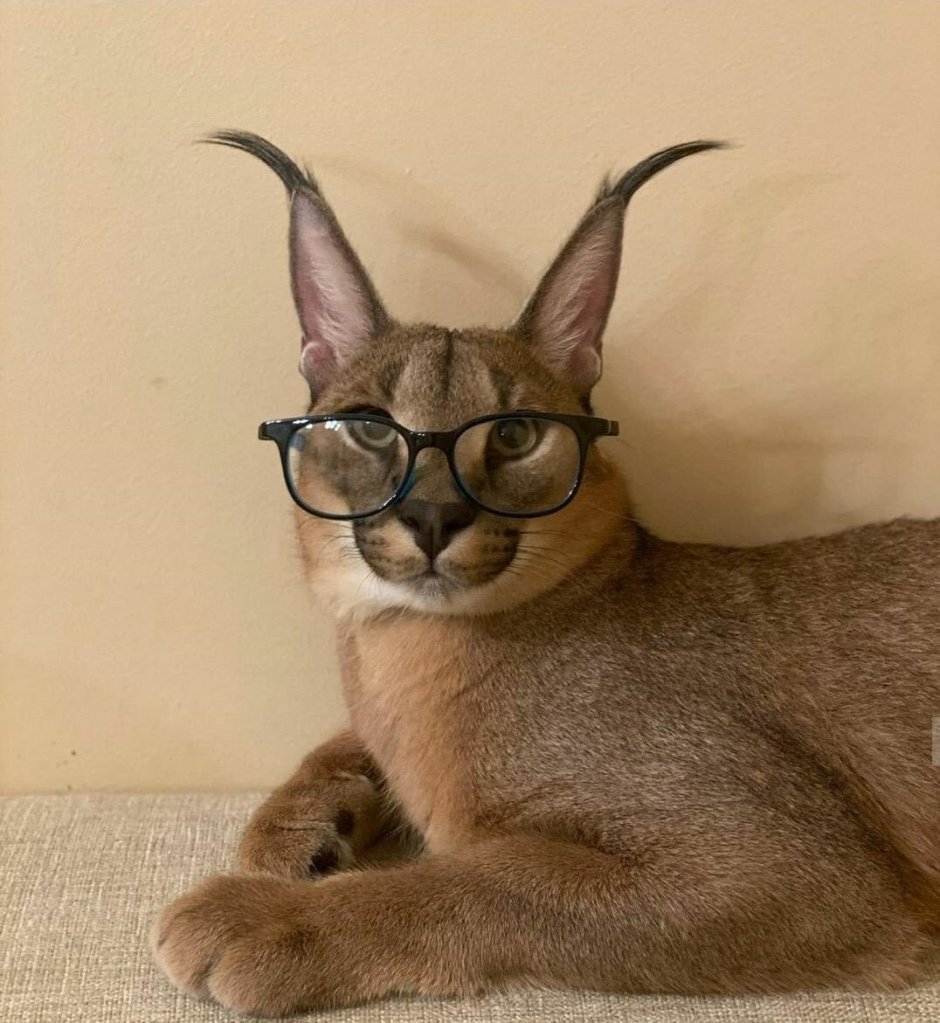 Шлёпа кот