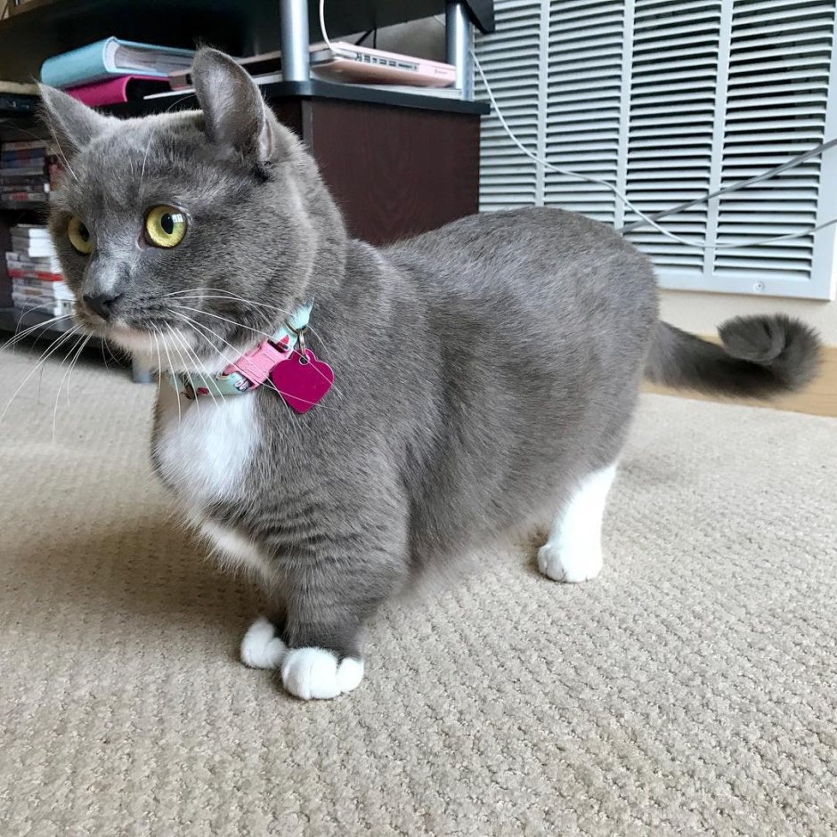 Кошка такса Манчкин
