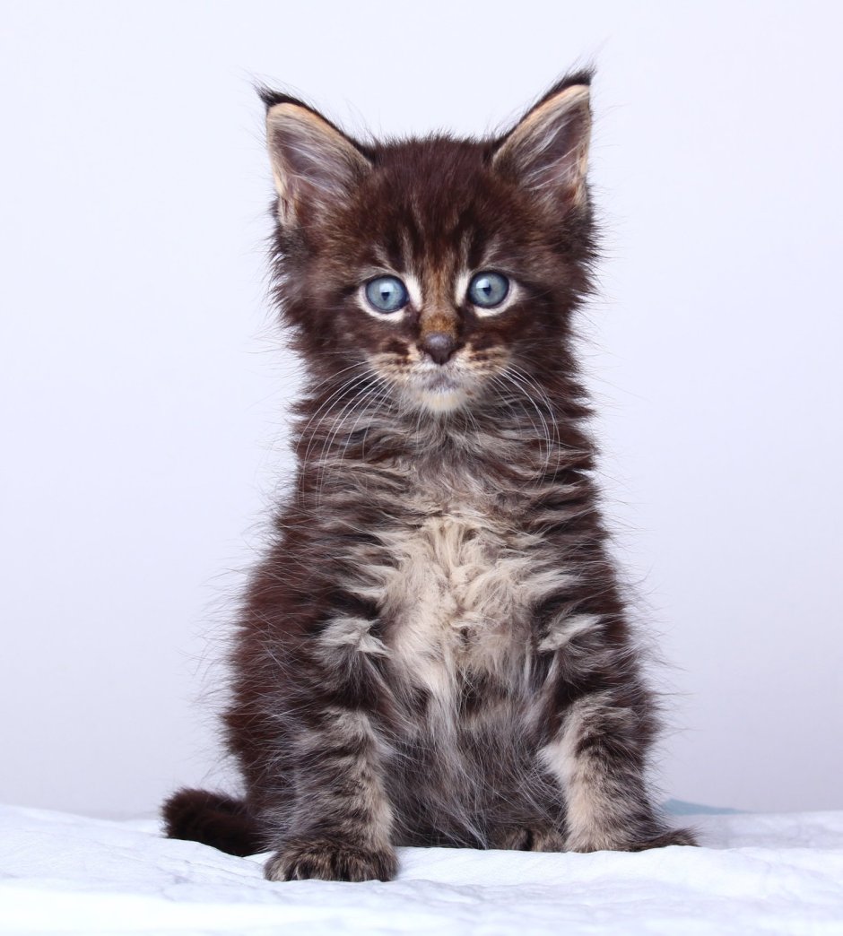 Котята Мейн кун