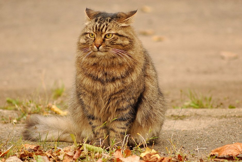 Митхун кот
