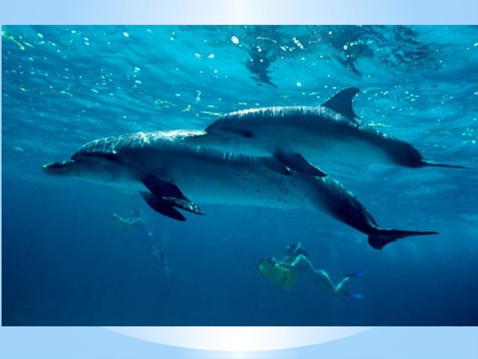 Животные обитающие в толще воды